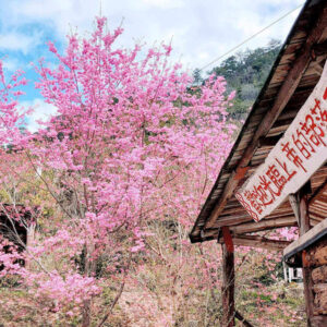 新竹上帝的部落司馬庫斯1日接送｜台北/新北/桃園/新竹出發