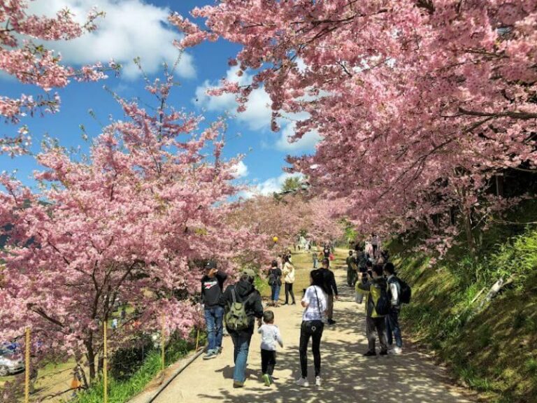 桃園｜拉拉山&上巴陵&恩愛農場一日遊｜台北新北桃園出發
