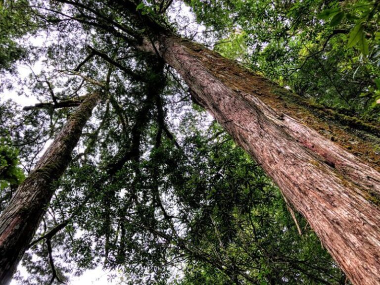 桃園｜拉拉山&上巴陵&小烏來一日遊｜台北新北桃園出發