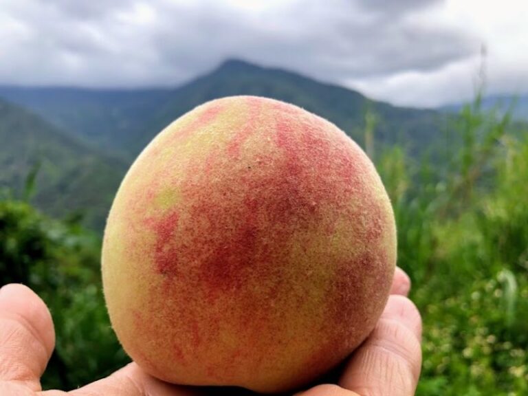 桃園｜拉拉山&上巴陵&小烏來一日遊｜台北新北桃園出發