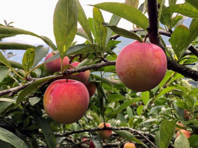 桃園｜拉拉山&上巴陵&小烏來一日遊｜台北新北桃園出發