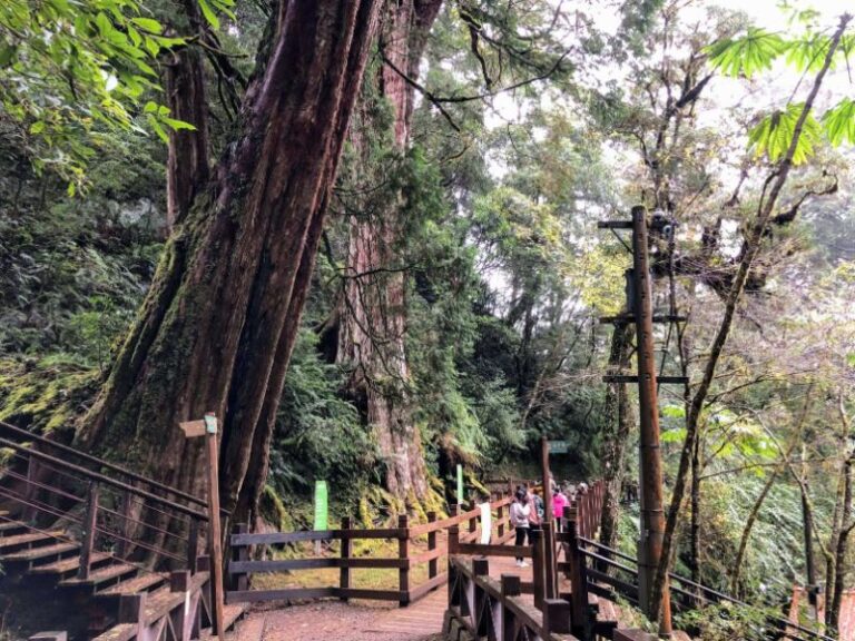 桃園｜拉拉山&上巴陵&小烏來一日遊接送｜台北新北桃園出發