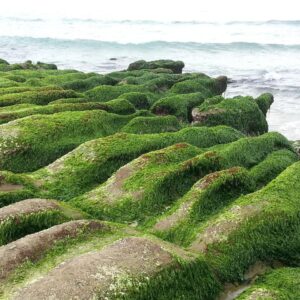 北海岸1日接送｜老梅綠石槽&金山神秘海岸&富貴角燈塔&老梅迷宮｜台北/新北出發