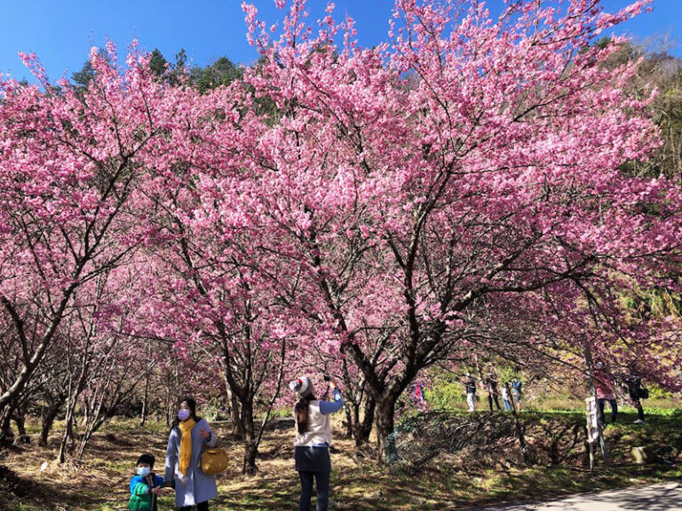 台中武陵農場｜煙聲瀑布&雪山登山口&賞花一日接送｜台北/新北/宜蘭出發