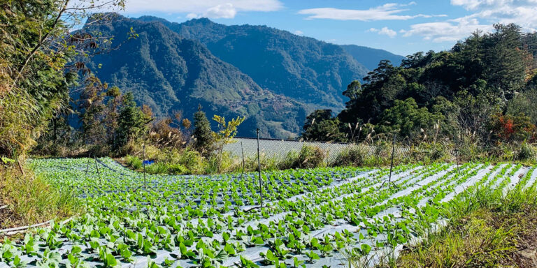 新竹景點包車旅遊｜青蛙石天空步道、鎮西堡、司馬庫斯兩天一夜｜台北/桃園/新竹出發