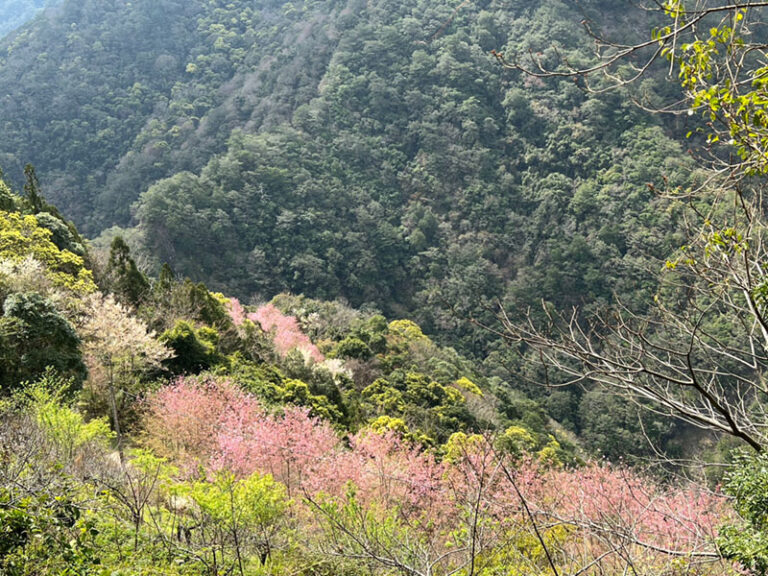 新竹森林秘境｜霞喀羅古道&馬鞍賞楓區一日接送｜台北/新北/桃園/新竹出發