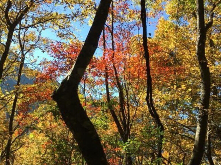 新竹森林秘境｜霞喀羅古道&馬鞍賞楓區一日接送｜台北/新北/桃園/新竹出發