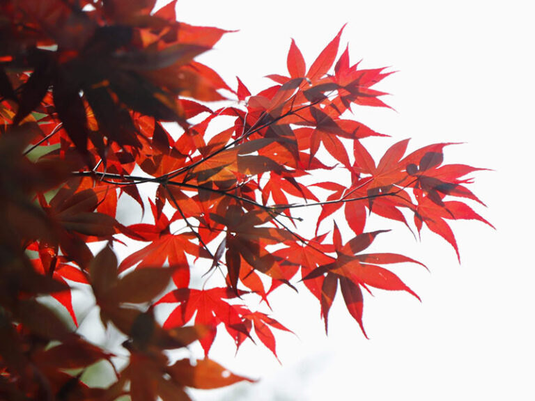 新竹森林秘境｜霞喀羅古道&馬鞍賞楓區一日接送｜台北/新北/桃園/新竹出發